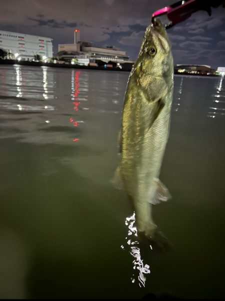 シーバスゲーム