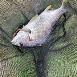 淀川の年無しチヌ