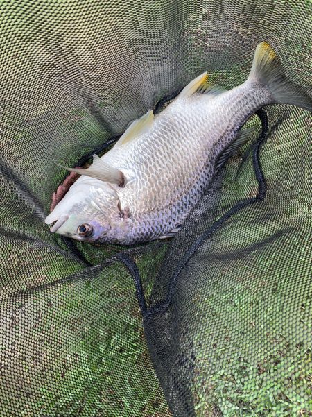 淀川の年無しチヌ