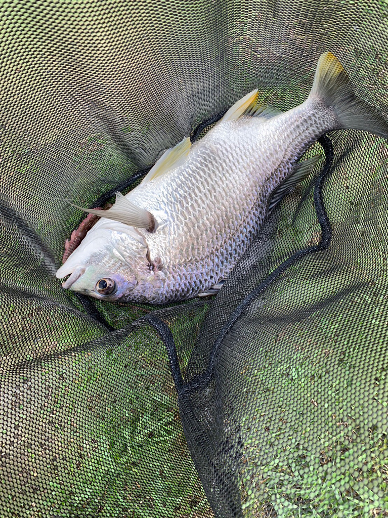 淀川の年無しチヌ