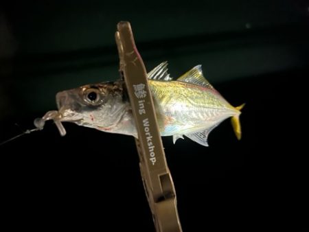 秋のアジを求めて2