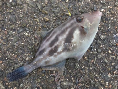 初めてのカゴ釣り