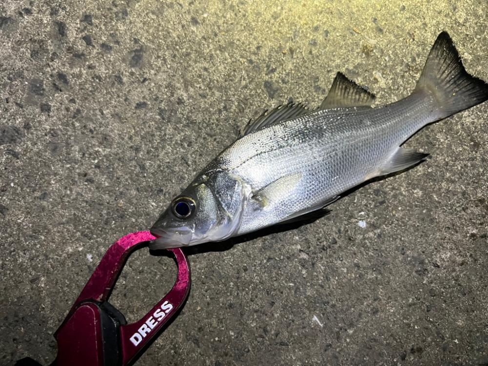 シーバスを探して三千里 Vol.6