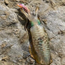 秋のランガンエギング