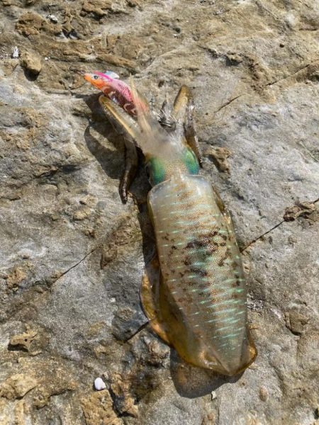 秋のランガンエギング