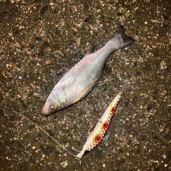 セイゴの釣り方