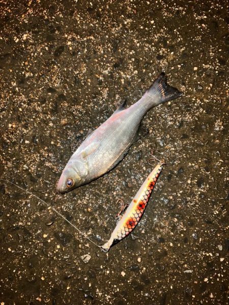 セイゴの釣り方