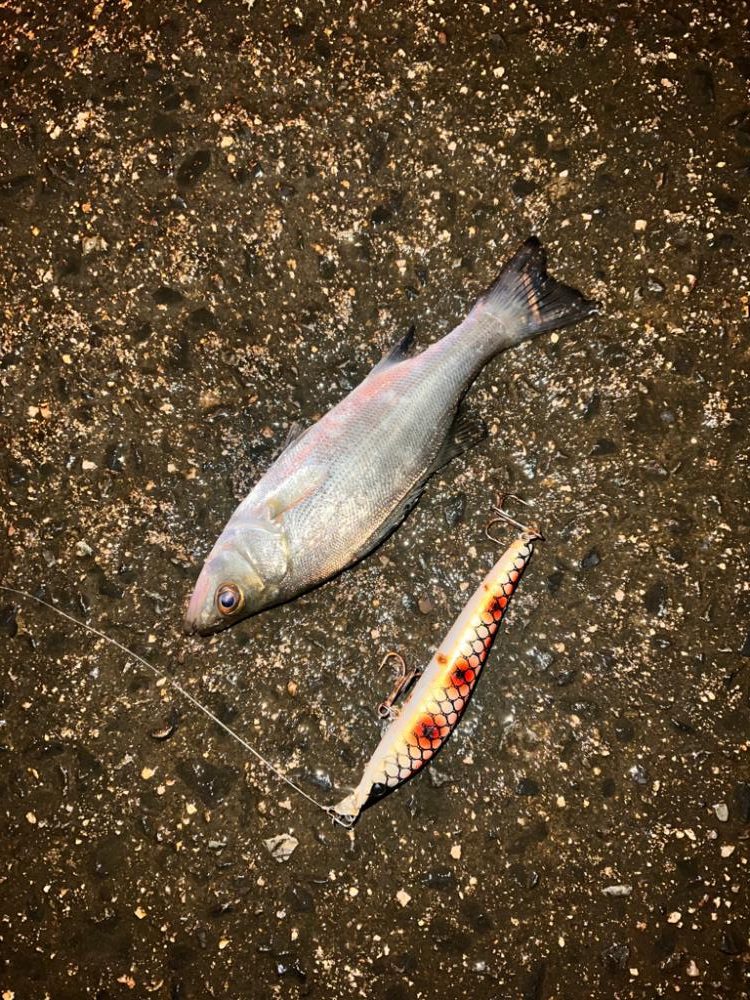 セイゴの釣り方