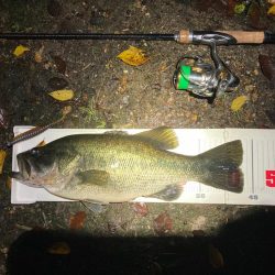 ミドストの季節