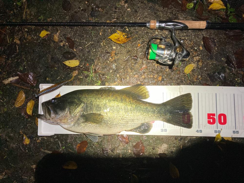 ミドストの季節