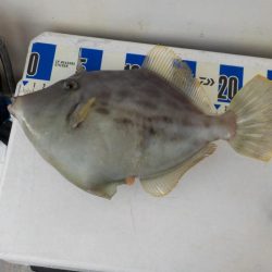 カワハギ第3戦〜大雄丸〜