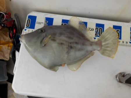 カワハギ第3戦〜大雄丸〜