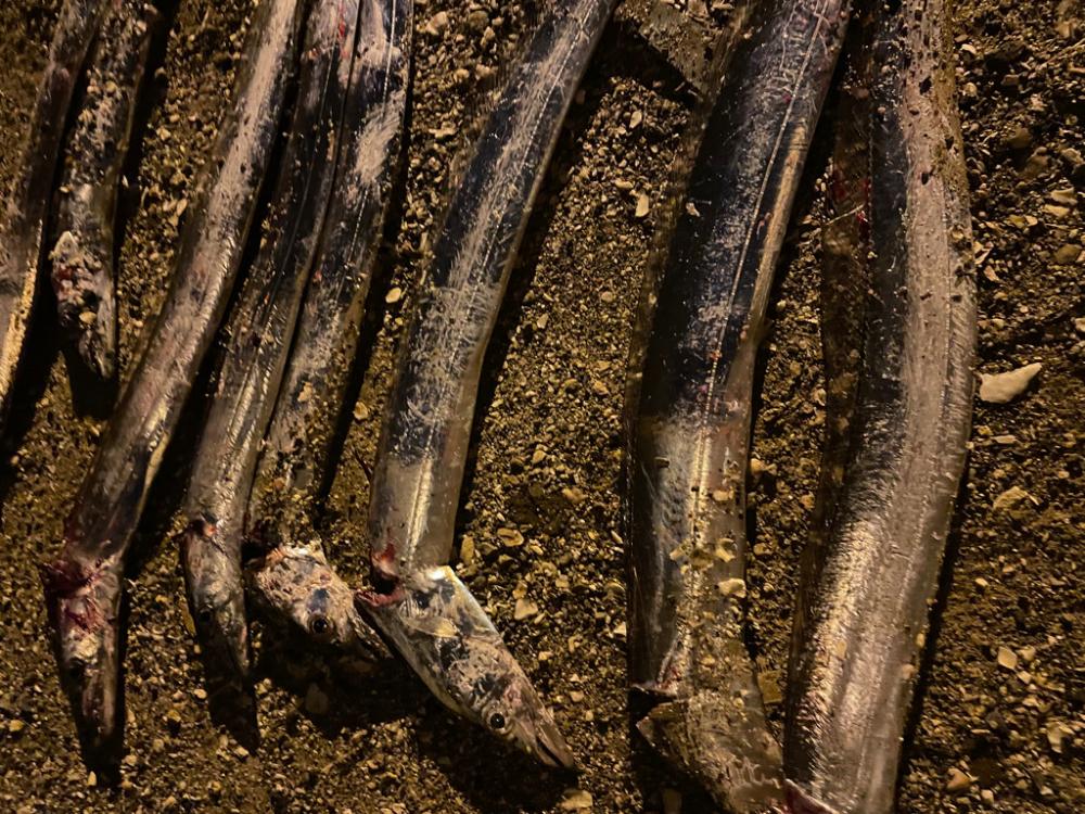 太刀魚テンヤ