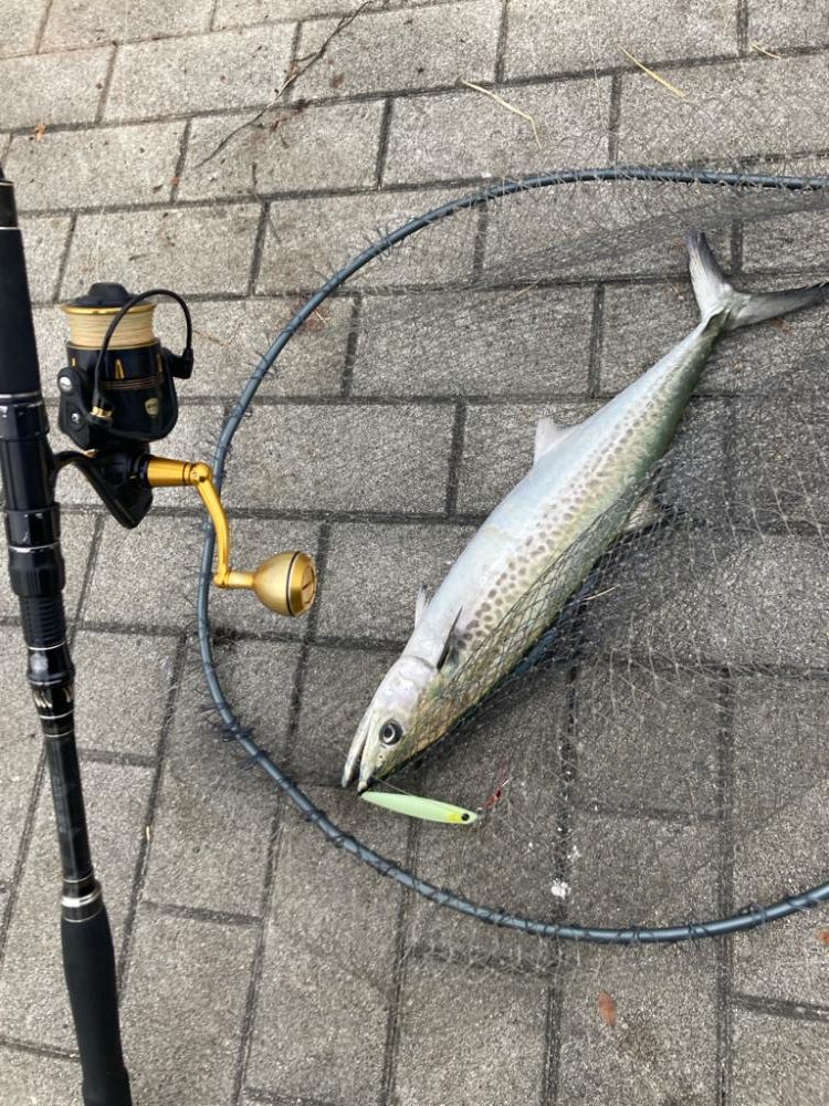 湾奥コスモにイルカ。何とか青牙1本。。