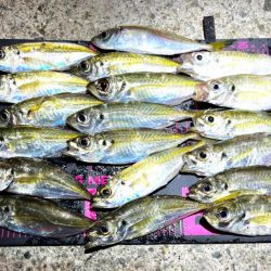 数釣りアジング>* ))))>…