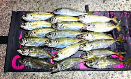 数釣りアジング>* ))))>…