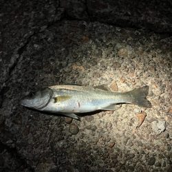 えっ俺だけこのサイズか?