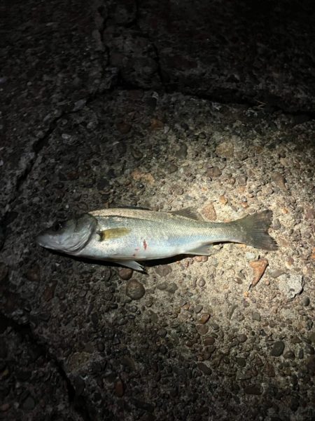 えっ俺だけこのサイズか？