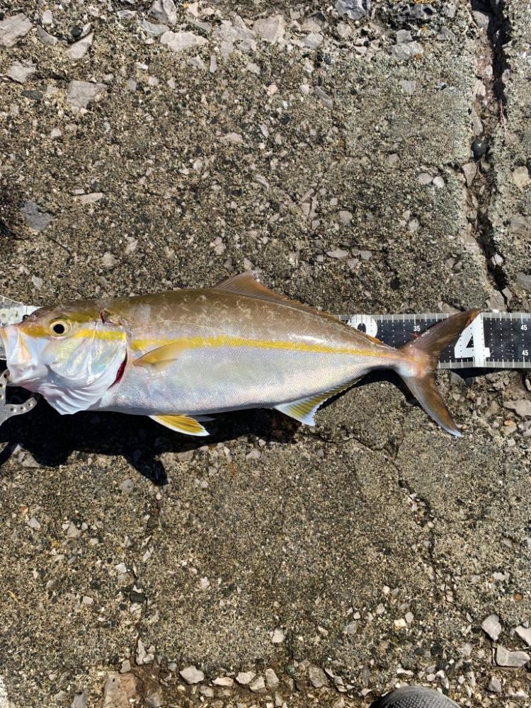 久しぶりの釣果報告