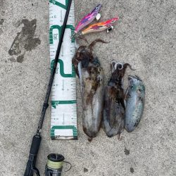 2023 佐渡ヶ島エギング 52回目【11…