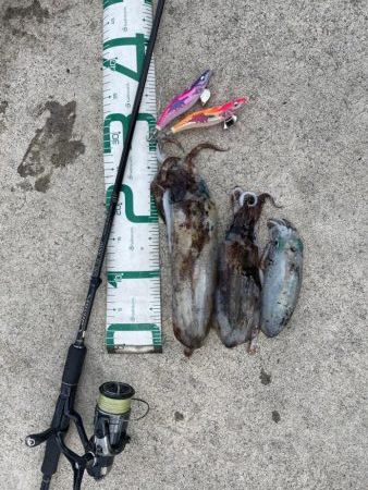 2023 佐渡ヶ島エギング 52回目【11…