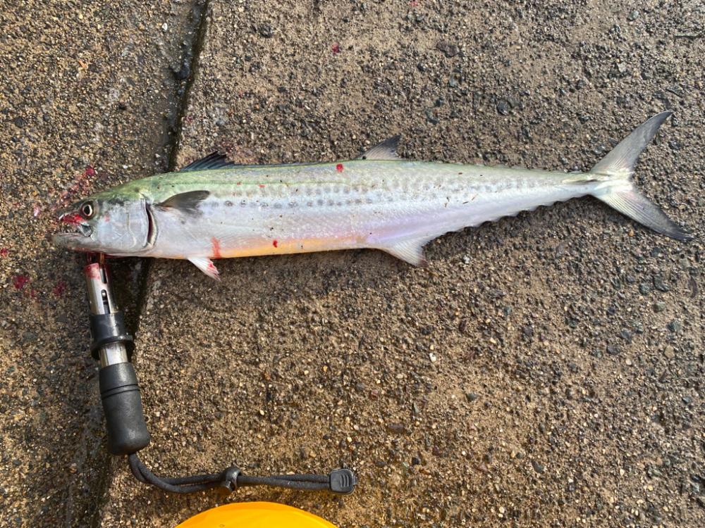 ばーすでーふぃっしんぐ🎂