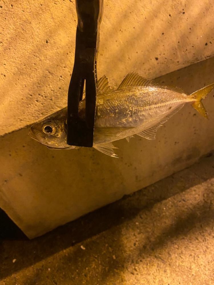 豆アジ無限に釣れる