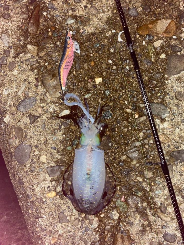 おひさのエギング