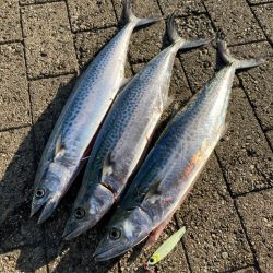 爆風明け。青牙サゴシハットトリック。。