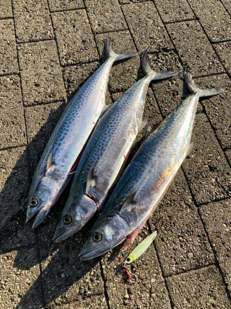 爆風明け。青牙サゴシハットトリック。。