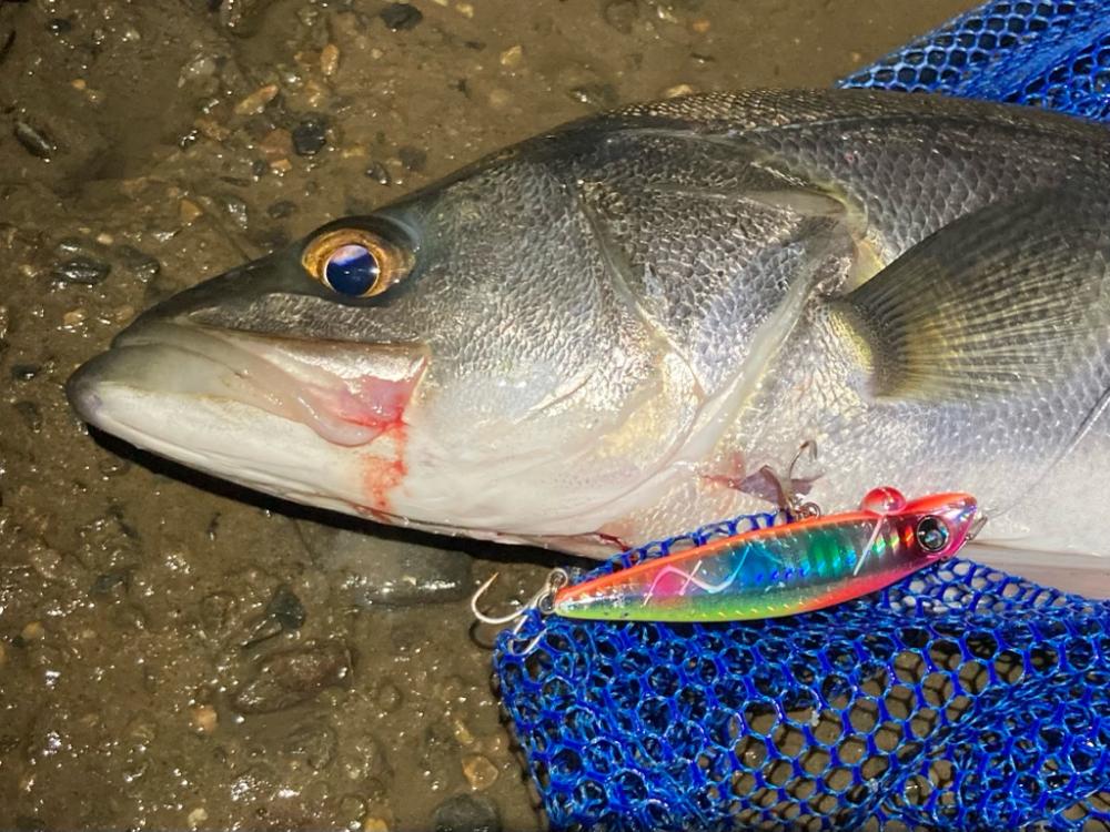 シーバスフィッシング