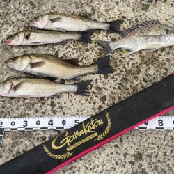 先日から冷え込み