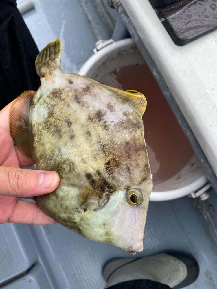 船カワハギ