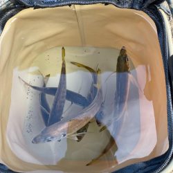 アジよく釣れてます