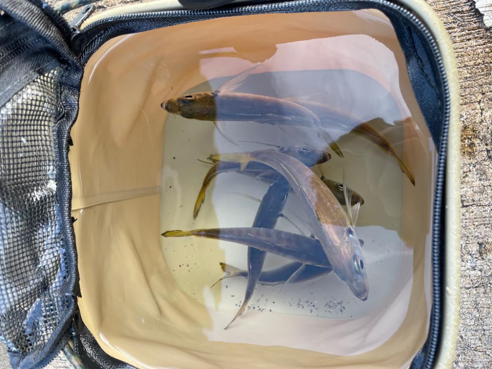 アジよく釣れてます