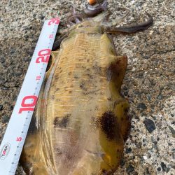 ゲソ１本掛かり