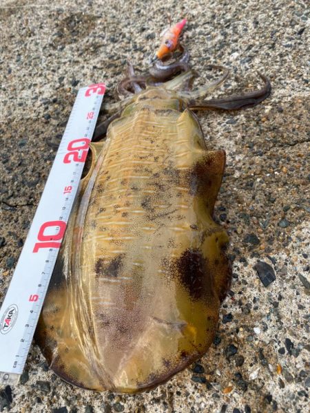 ゲソ１本掛かり