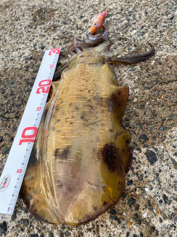 ゲソ１本掛かり