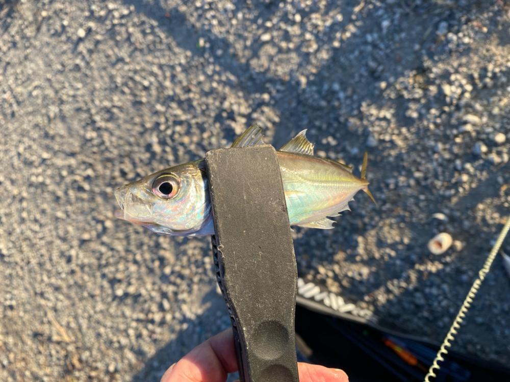 太刀魚何処え