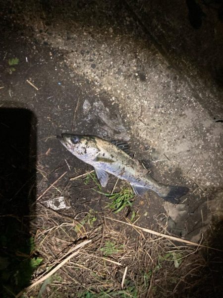 シーバスフィッシング