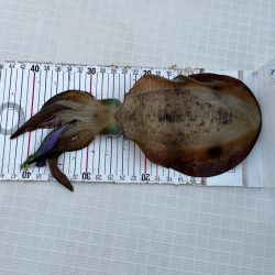 明石タイラバとアオリ