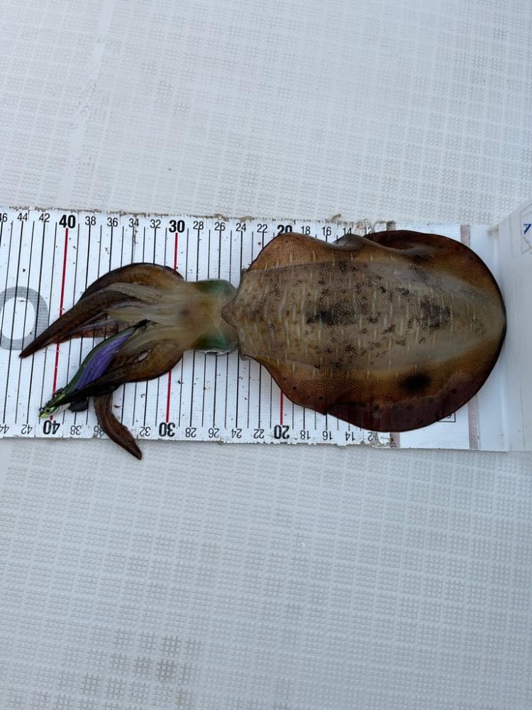 明石タイラバとアオリ