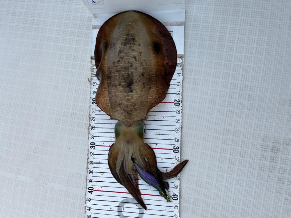 明石タイラバとアオリ