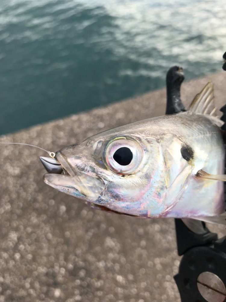 アジング〜冬到来