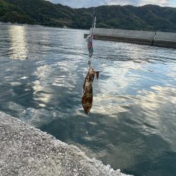 周防大島　エギング　遠投サビキ　二日目