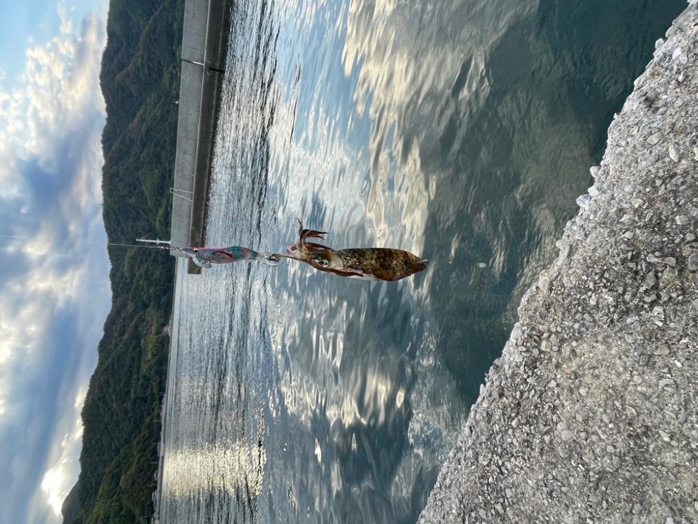 周防大島　エギング　遠投サビキ　二日目