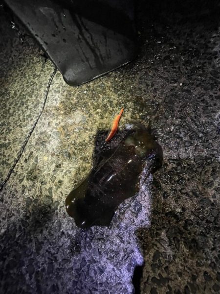 大　中　小　🦑