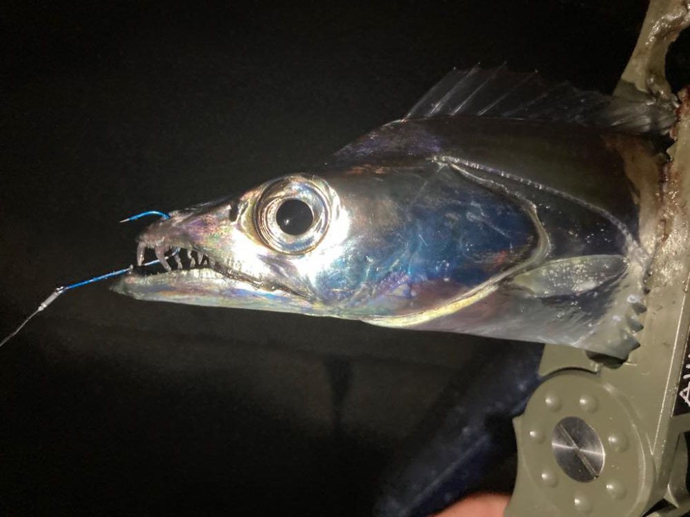 タチウオ探し〜(^O^)