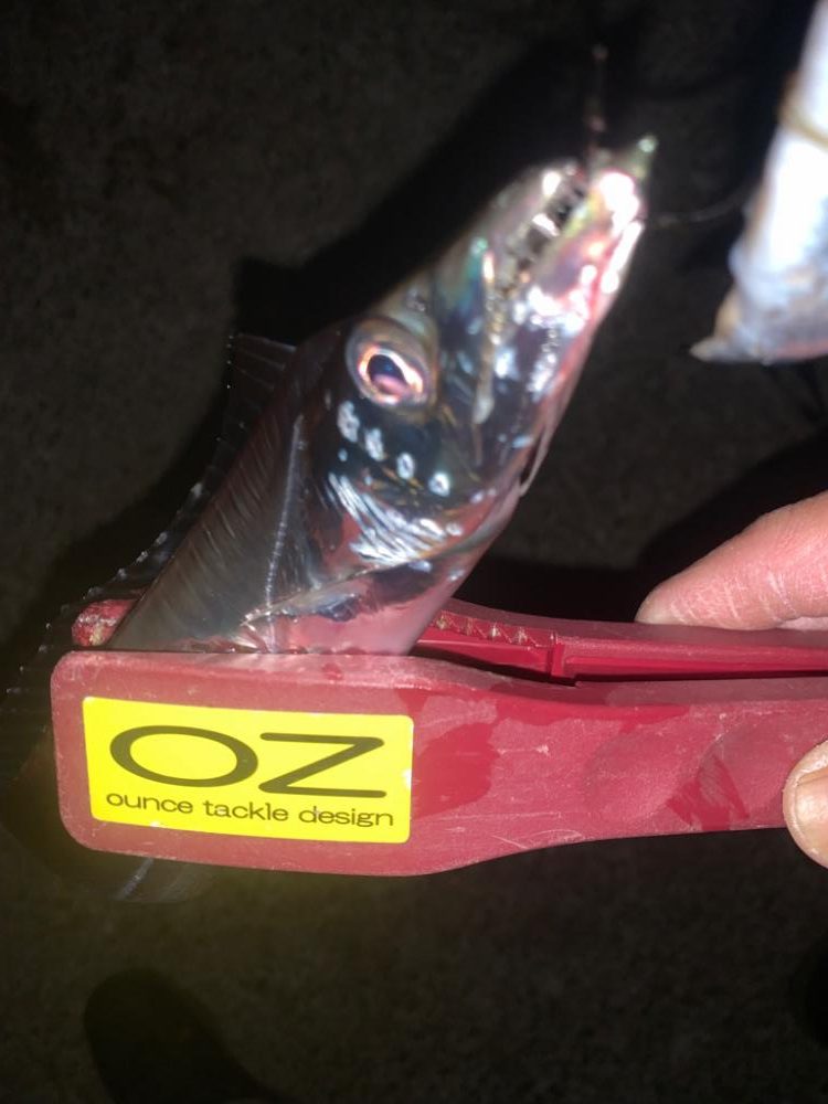 タチウオ、復活!