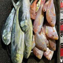 アマダイを求めてボート釣行